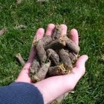 A handful of cylindrical pieces of soil called cores left after using a lawn aerator.