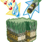 infographic of lawn aeration process